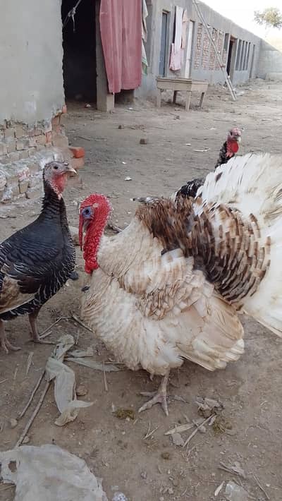 Turkey breeder pair available 0.3. 0.1. 6.9. 2.1. 0.1. 1