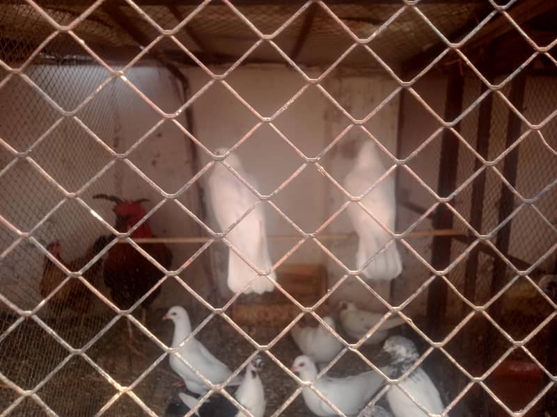 kanootar pair 0