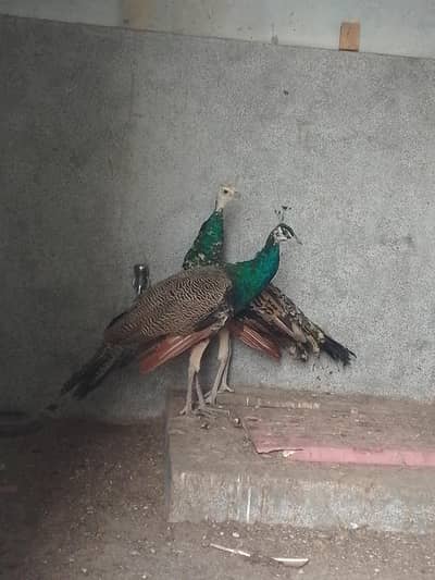 Peacocks 2 male