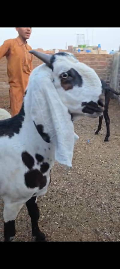 Qurbani 2 dant bakre tool kr len