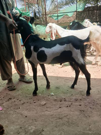 1800 per kg Andal 2000 per kg khassi bakrey