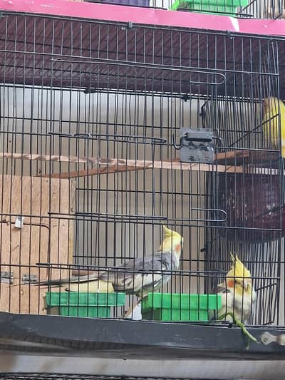 breeder cocktail and fisher l pairs for sale with cage and boxes