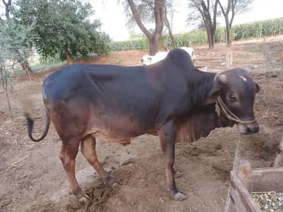 sahiwal nasal wasan 5 man03032256582