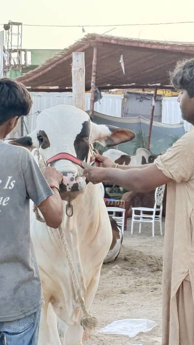 Cow for sell ( bachra ) 4 dant