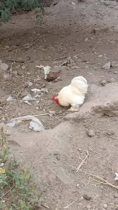 white bantam ful healthy and active for sale urjunt