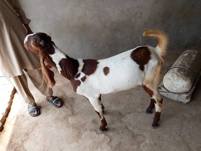 Best Bakra mobile 03028797896