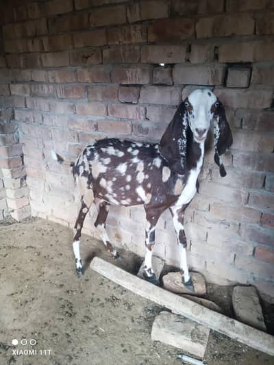 Bakri