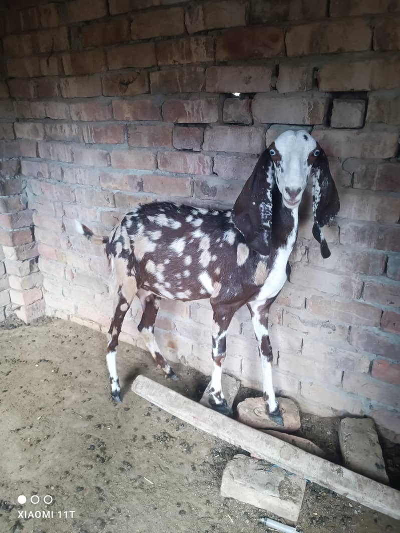 Bakri Beetal Cross 0