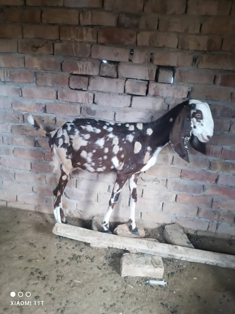 Bakri Beetal Cross 1