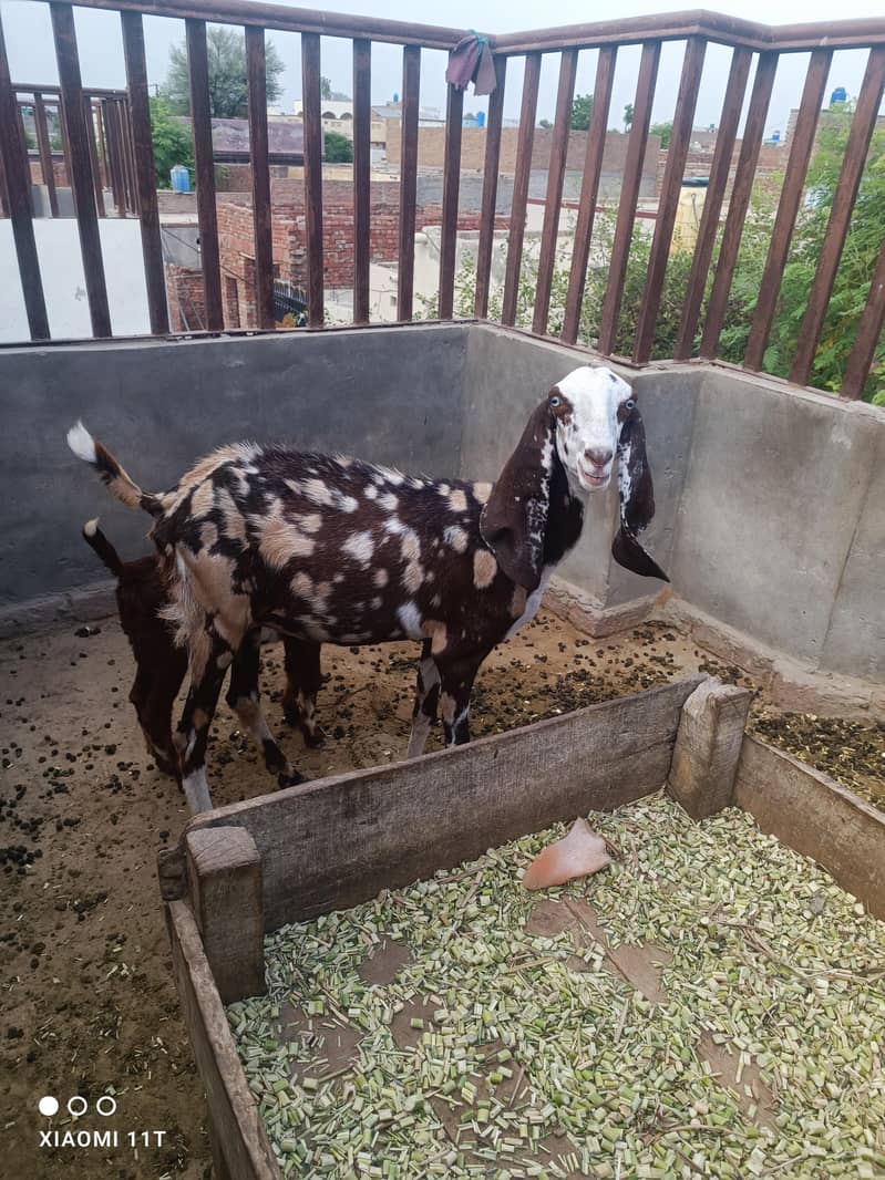 Bakri Beetal Cross 2