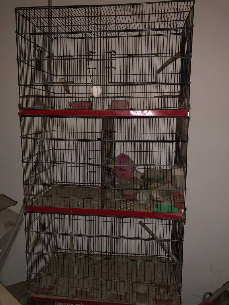 Two Cages Available 3