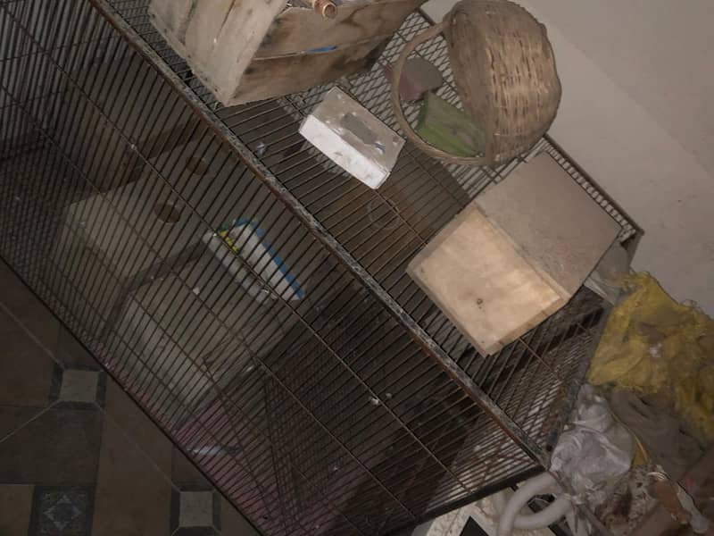 Two Cages Available 5