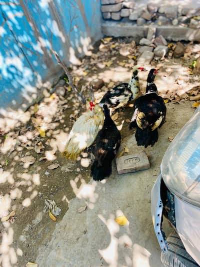 birds for sale Sialkot cargo available Whatsapp  03162794860