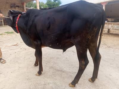 Healthy Black Bull for Sale