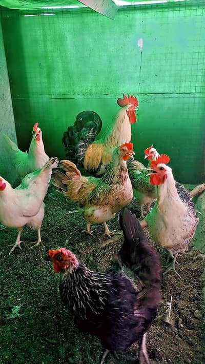 Egg Laying Hens