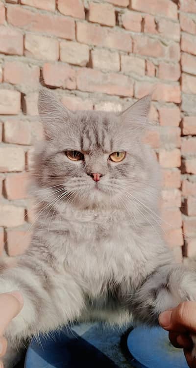 Persian male cat for sale
