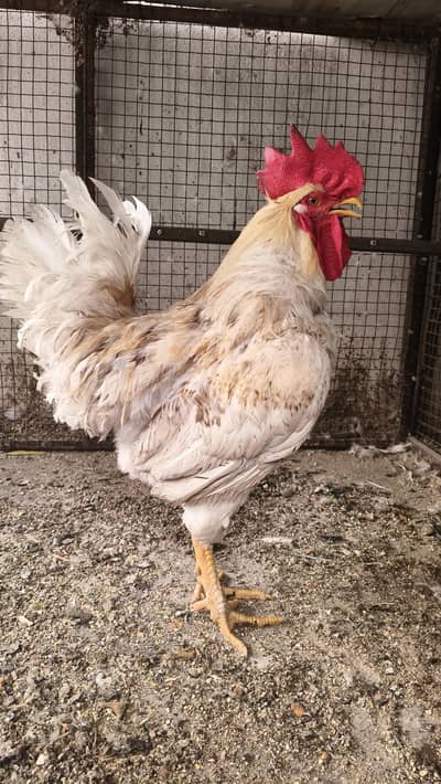 lohman brown fertile male
