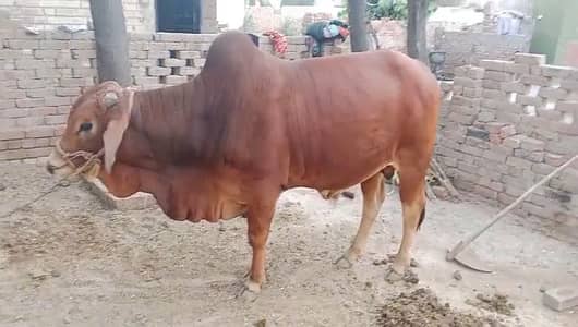 Qurbani Bull/ Vachha