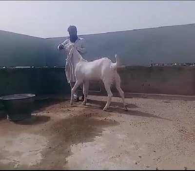 gulabi bakra for Sale Mashallah Call  03481743426