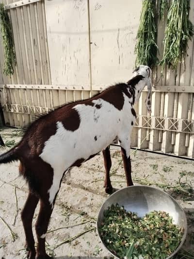 bakira for sale
