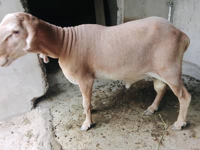 dumba Pair  Sale
