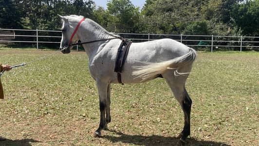 Versatile & Docile Anglo-Arabian Stallion