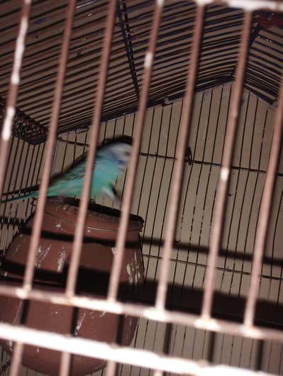 budgie Ka pair ha full bareedr pair ha