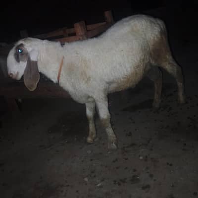 2 male sheeps for sale price 170000