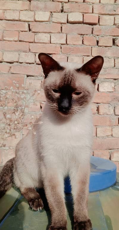 Himalayan Male cat for sale 
