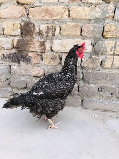 Healthy Misri Hen for Sale - Egg Laying (Active and Beautiful)