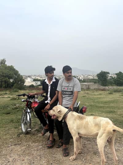 PURE DESI PAKISTANI BIG SIZE DOG FOR SALE