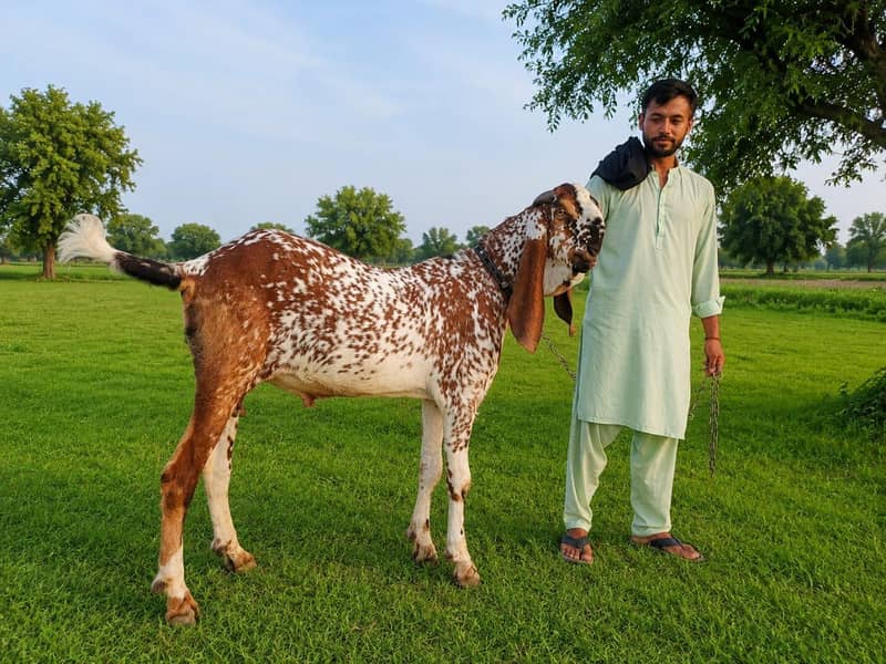 قربانی کے لیے انتہائی شاندار بکرا برائے فروخت 2