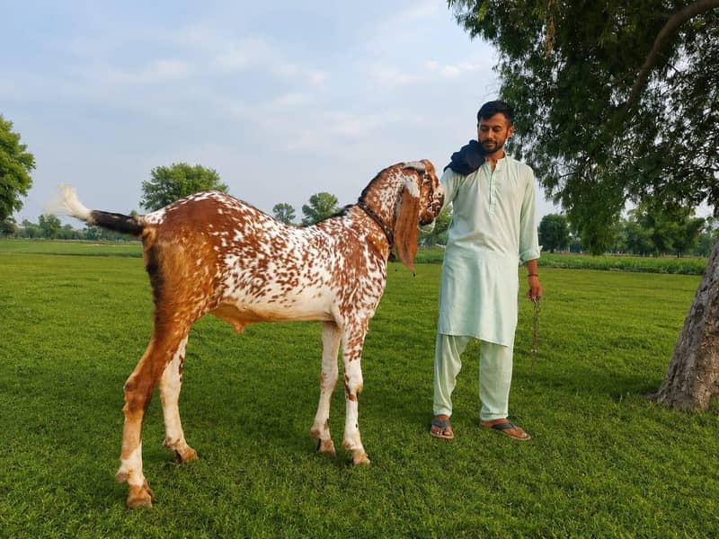 قربانی کے لیے انتہائی شاندار بکرا برائے فروخت 3