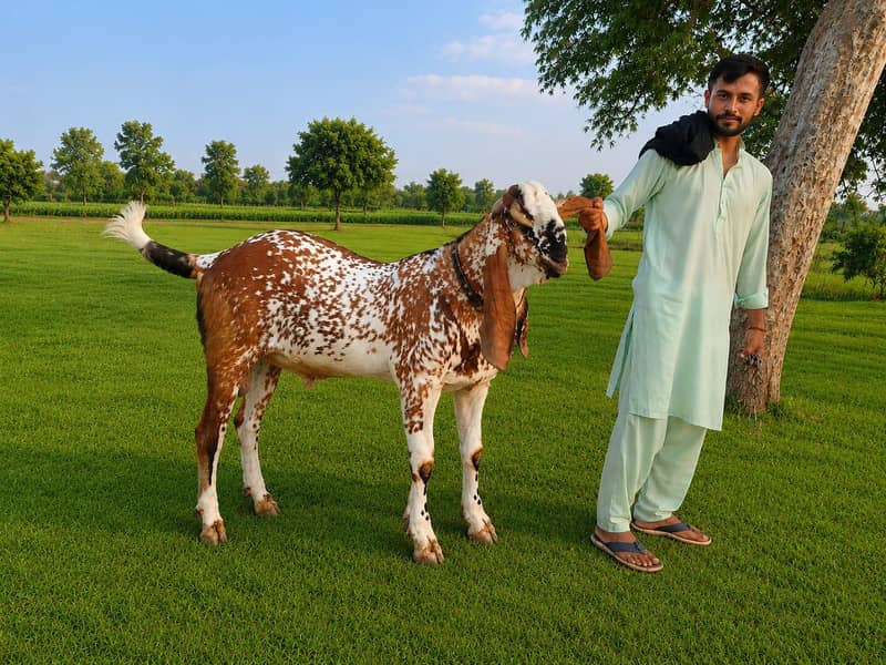 قربانی کے لیے انتہائی شاندار بکرا برائے فروخت 1