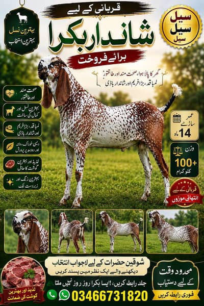 قربانی کے لیے انتہائی شاندار بکرا برائے فروخت