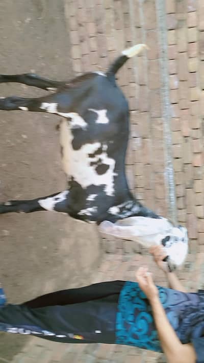piuer dasi bakra 2 dant khassi