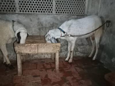 2 dant bakra multan city pak gate  rabta nambr 03294720423