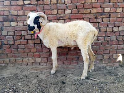 Chatra for qurbani also can buy /kg