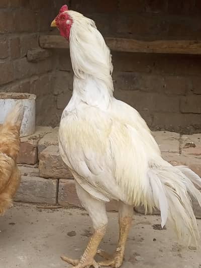 Boska / Heera Heera Aseel