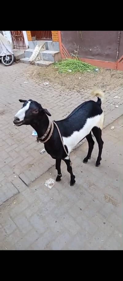 2 Daant Desi Tapra Bakra For Sale