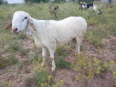 Qurbani wala Dumba