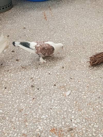 sentinent breader female  for sale