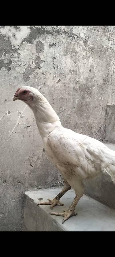 White German Shamo Female For Sale