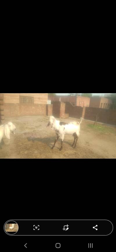 goats for sale 03084544925