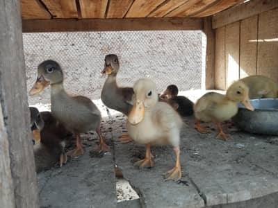 pure Dasi ducks chiks available age 2 month s