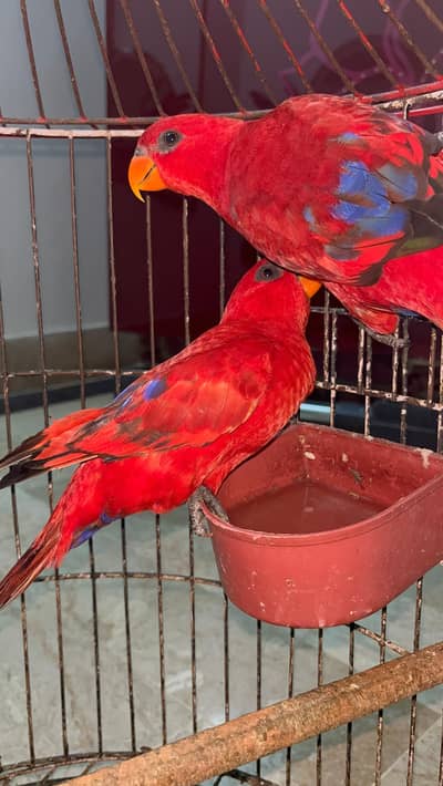 red mullicon lorry for sale
