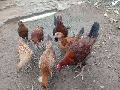 8 Big chicks for sale