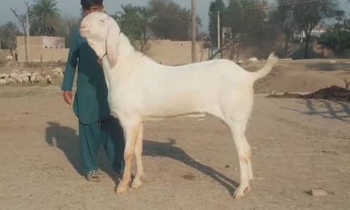 2 Dant Bakra Qurbani ke liye for sale _-03134947622