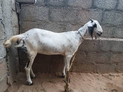 Healthy Femal Goat available  for Qurbani