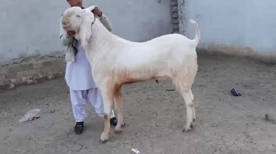 Qurbani lagne wala Rajanpuri Gulabi Bakra for sale/-03134947622